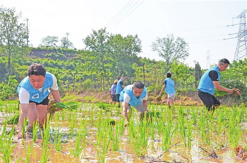 青年志愿者助農插秧忙春耕 助力畜產品購銷貿易