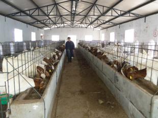 養(yǎng)哪種羊最賺錢？市場(chǎng)分析與品種推薦