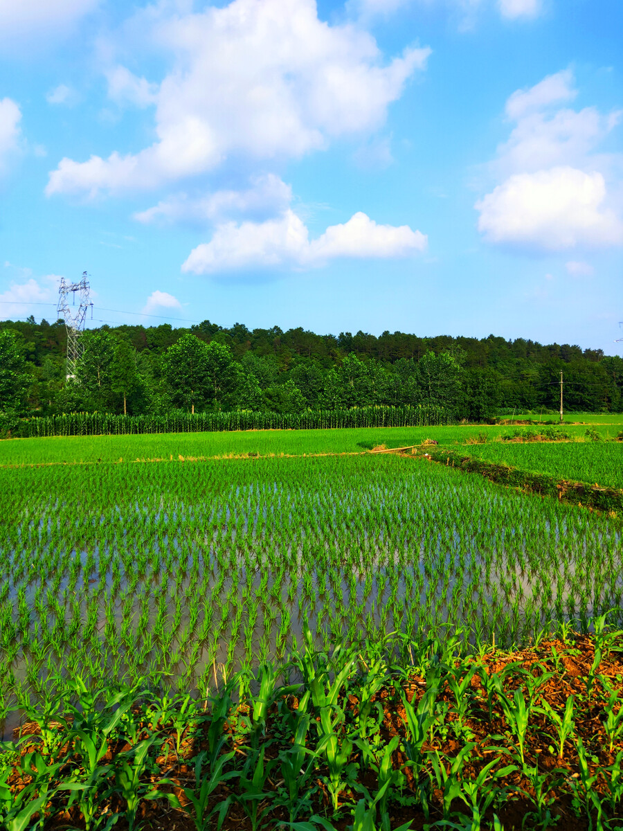 蛙聲稻浪里的田園詩(shī)